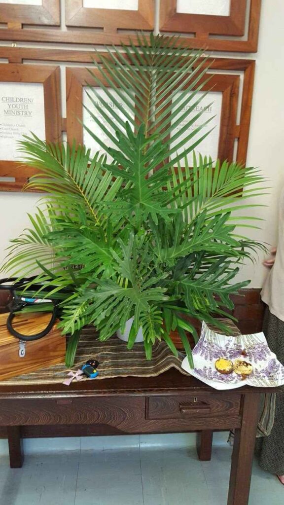Fresh Palm Displays