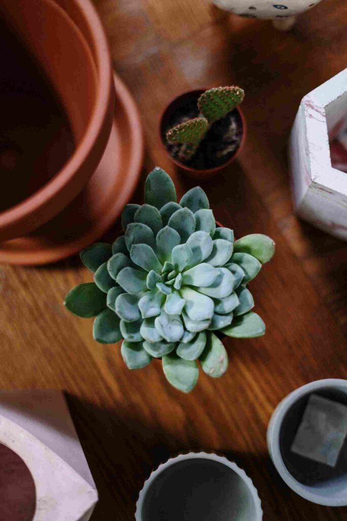 Mini Potted Plants