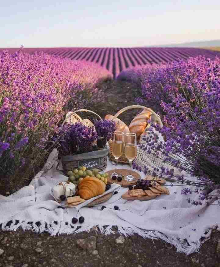 Lavender Field Picnic