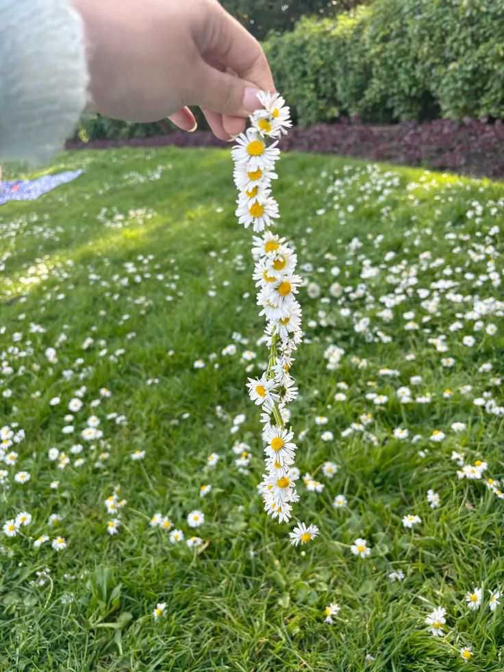Daisy Chain Challenge